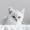 white_cat